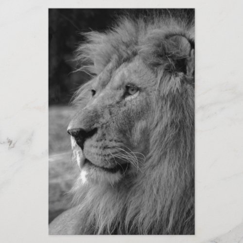 Black  White Lion _ Wild Animal Stationery