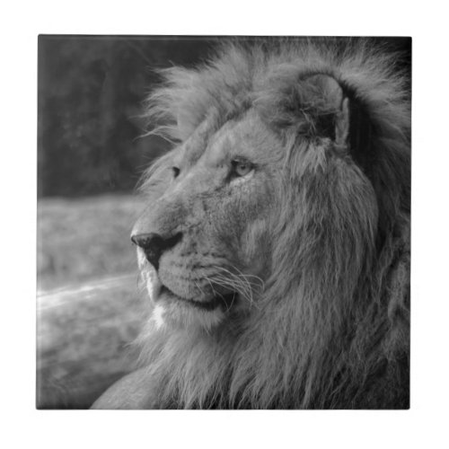 Black  White Lion _ Wild Animal Tile