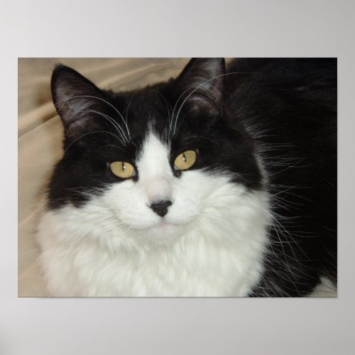 Black  White Longhaired Cat Closeup Poster