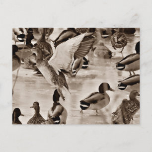 Black & White Mallard Duck Postcard