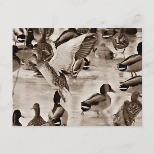 Black  White Mallard Duck Postcard