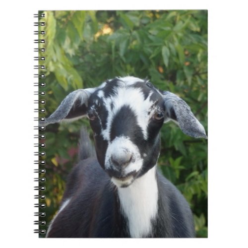 Black  White Mini Nubian Dairy Goat Notebook