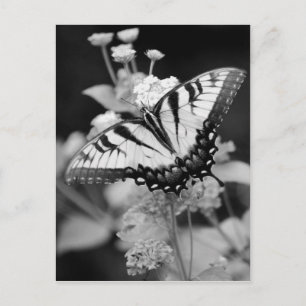 Black & White Monarch Butterfly Post Card