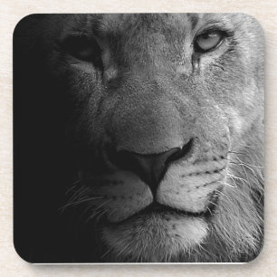 Black White Motivational Leadership Lion Portrait Drink Coaster