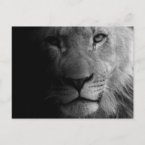 Black White Motivational Leadership Lion Portrait Postcard