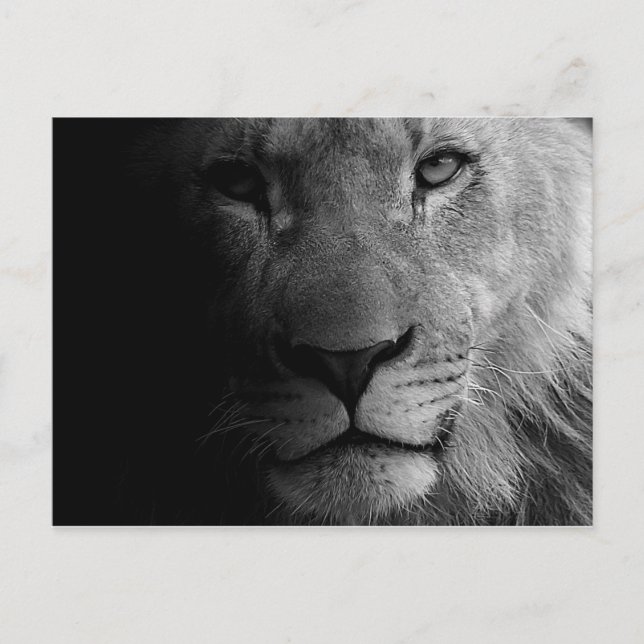Black White Motivational Leadership Lion Portrait Postcard (Front)