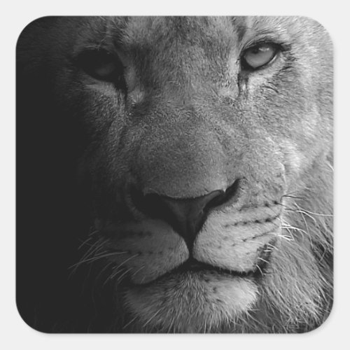 Black White Motivational Leadership Lion Portrait Square Sticker