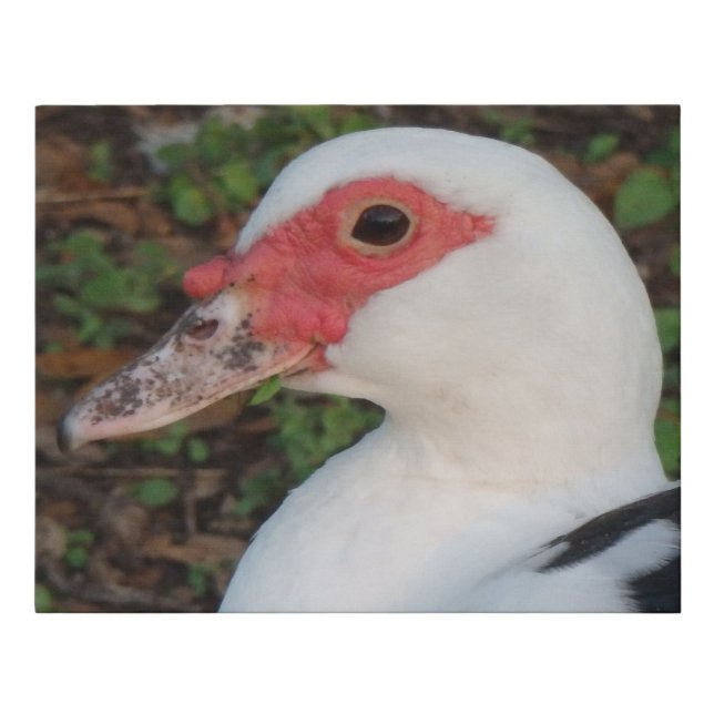 Black & White Muscovy Duck Hen Faux Canvas Print (Front)