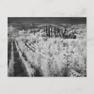 Black & White of vineyards, Montepulciano, Italy Postcard