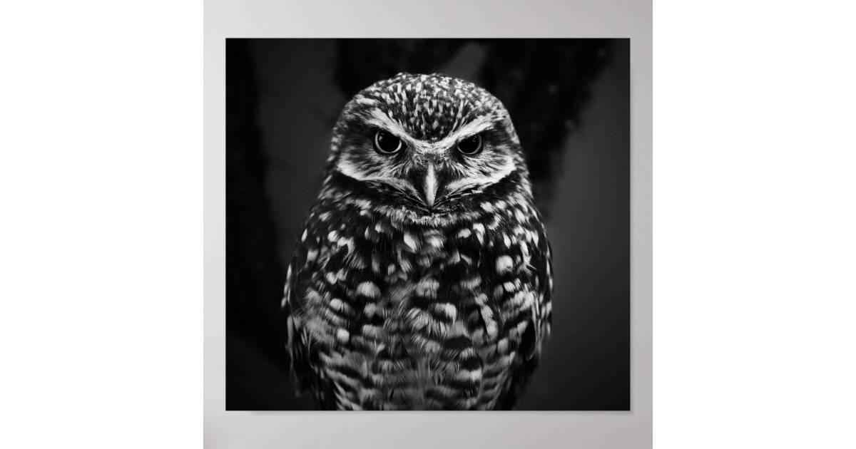 Black & White Owl Poster Zazzle