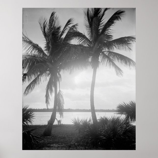Black & White Palm Trees in The Sunset Photograph Poster (Front)