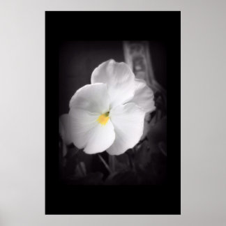 Black & White Pansy Poster