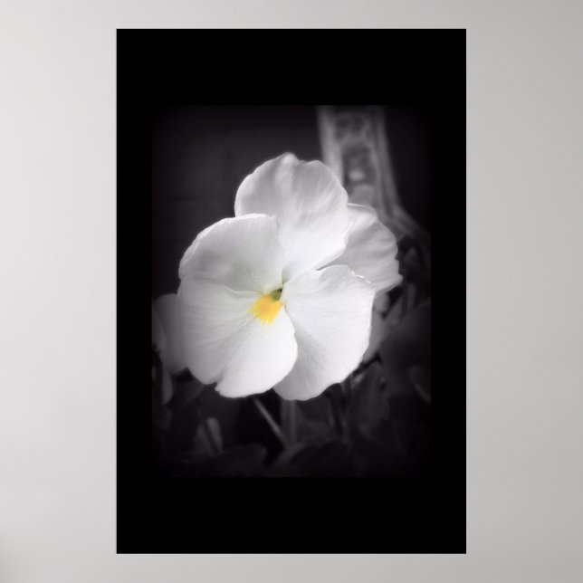 Black & White Pansy Poster (Front)
