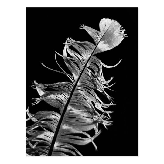 Black & White Photographic Feather Art Postcard | Zazzle.com