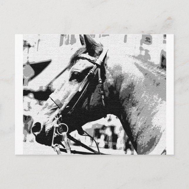 Black & White Pop Art Horse Postcard (Front)