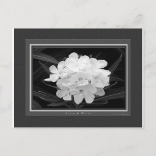 Black & White Postcard