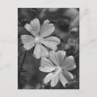 Black & White Postcard