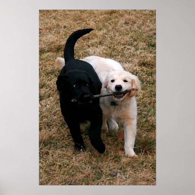 Black & white puppies canvas print (Front)