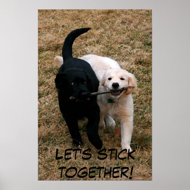 Black & white puppies poster (Front)