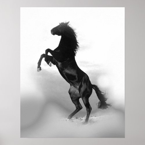 Black White Rearing Horse Freedom Poster
