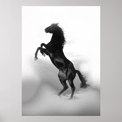 Black White Rearing Horse Poster
