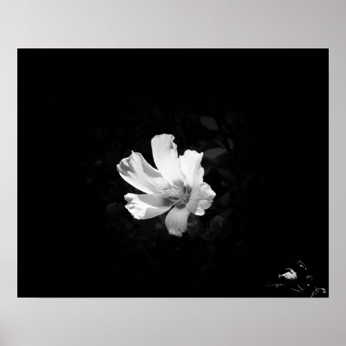 Black  White Rose of Sharon Flower 16x20 Poster