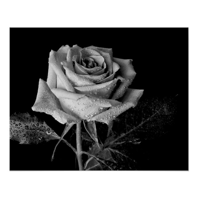 Black White Rose Poster (Front)