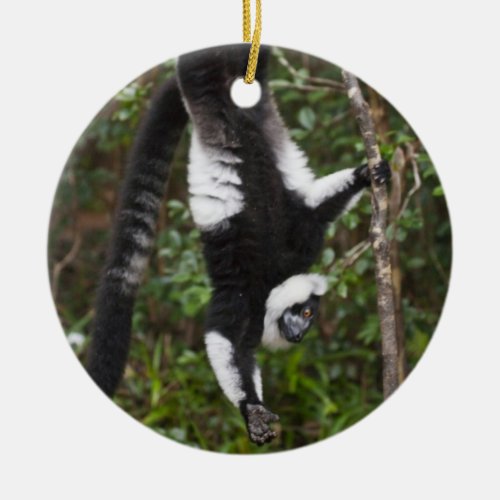 Black  white ruffed lemur hanging up_side_down ceramic ornament
