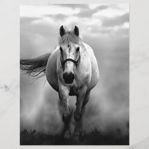 Black White Running Horse Freedom