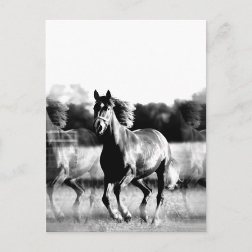 Black  White Running Horse Post Cards