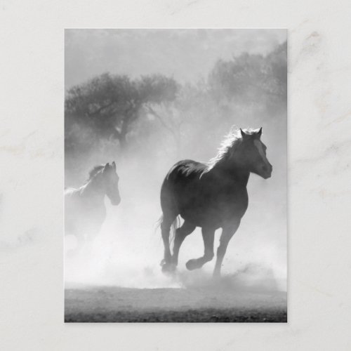 Black White Running Horses Freedom Postcard