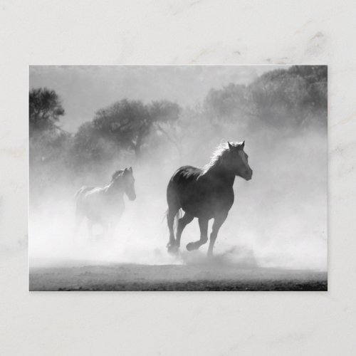 Black White Running Horses Freedom Postcard