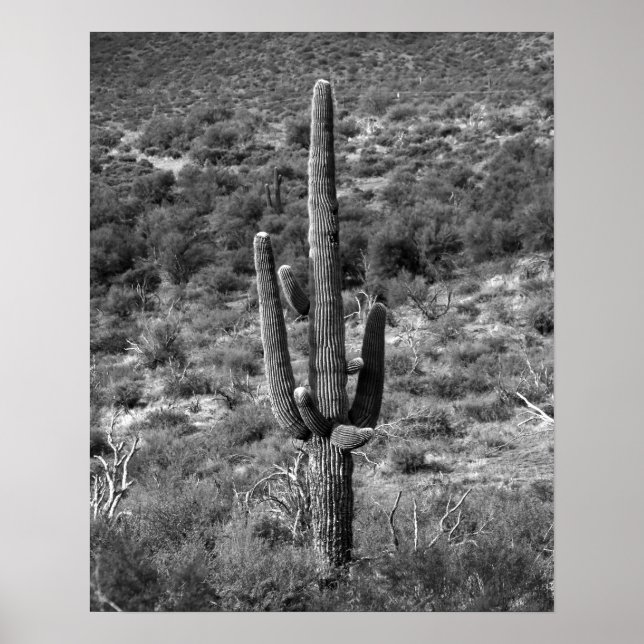 Black & White Saguaro Cactus in Sagebrush 16x20 Poster (Front)