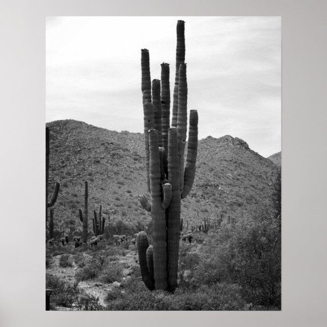 Black & White Saguaro Cactus in the Arizona 16x20 Poster (Front)