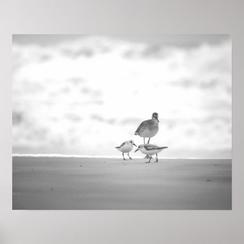 Black  White Sandpiper with Two Sanderlings 16x20 Poster