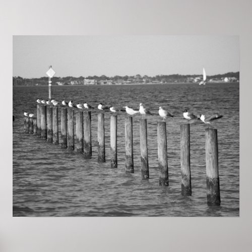 Black  White Seagulls Sitting on Posts 16x20 Poster