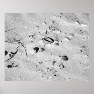 Black & White Seashells in the Sand 16x20 Poster