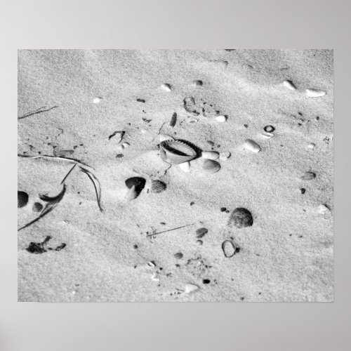 Black  White Seashells in the Sand 16x20  Poster