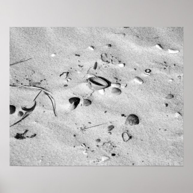 Black & White Seashells in the Sand 16x20  Poster (Front)