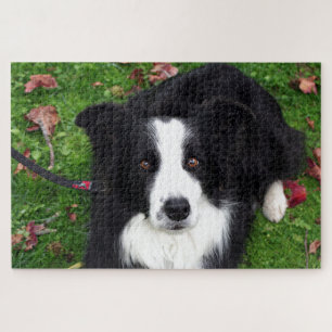Black & white sheep dog jigsaw puzzle