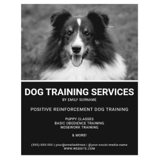 Black &amp; White Shetland Sheepdog Photo Dog Trainer Flyer
