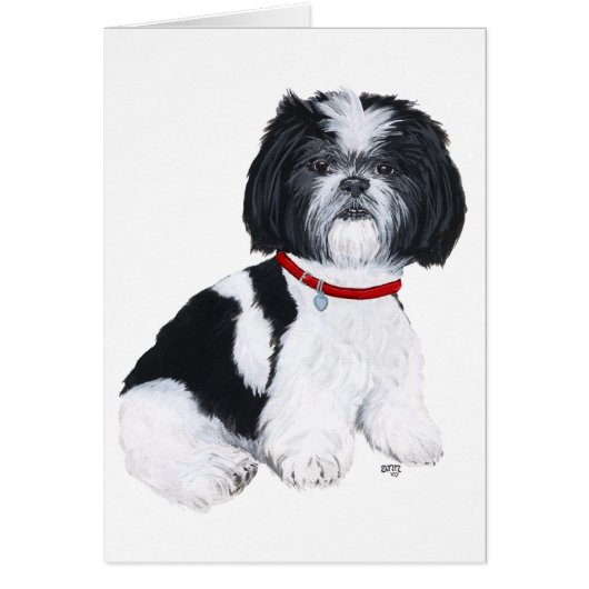 Black & White Shih Tzu Cards (Front)