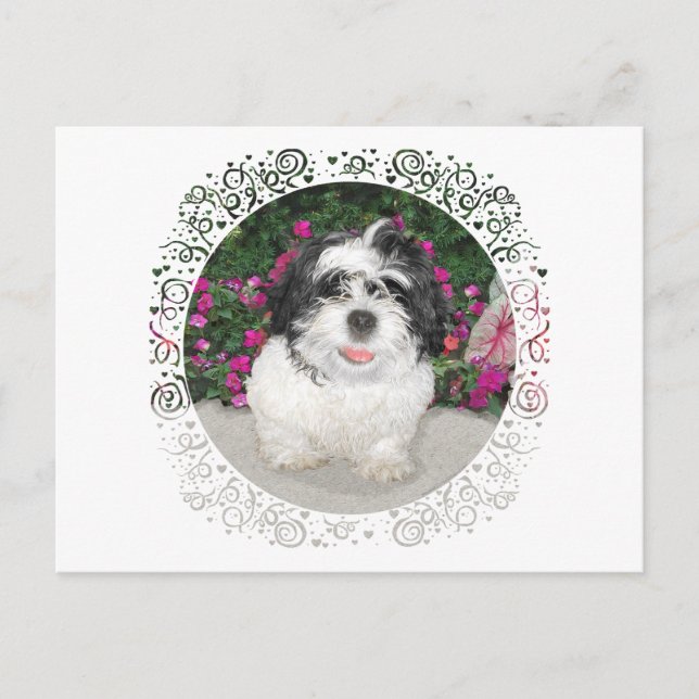 Black & White Shih Tzu Puppy Rescue Dog Postcard (Front)