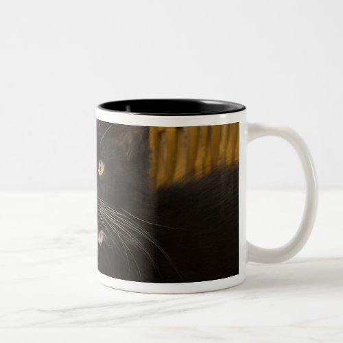 Black  white short_haired kitten on hamper lid Two_Tone coffee mug