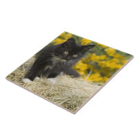 Cats black & white and ginger cat sitting on straw bales