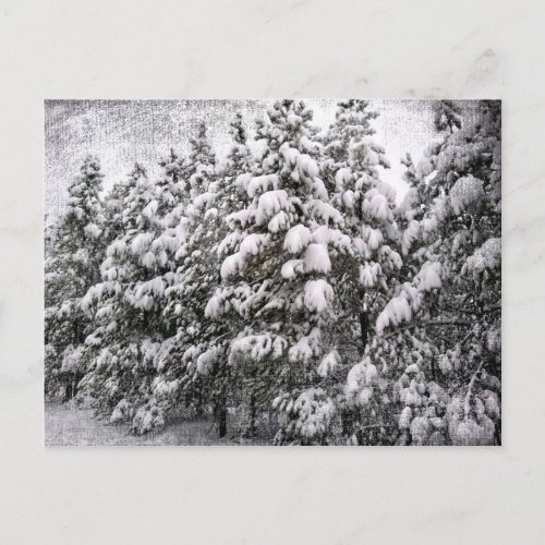 Black  White Snowscape Conifer CO Postcard