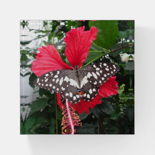 Black White Spotted Butterfly Paperweight