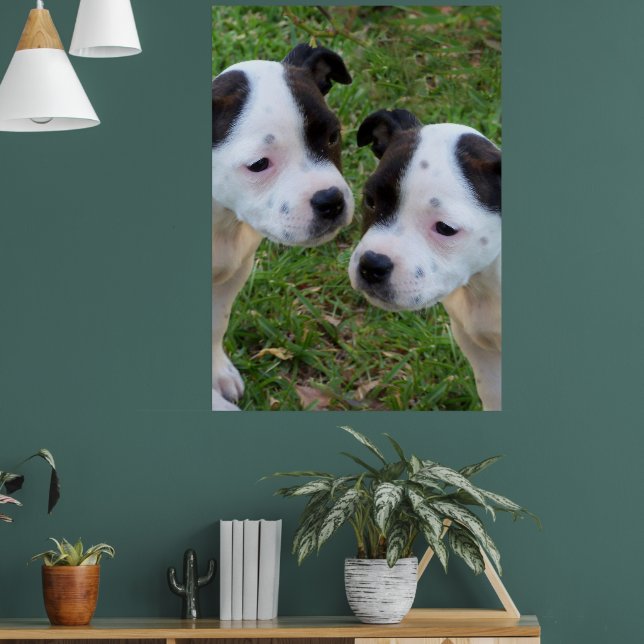 Black White Staffordshire Bull Terrier Puppies, Poster (Living Room 1)