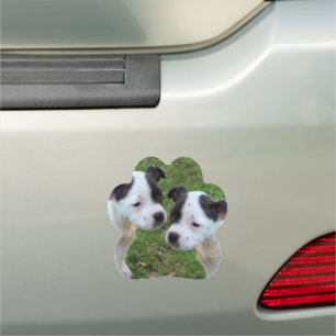 Black White Staffy Puppies, Car Magnet