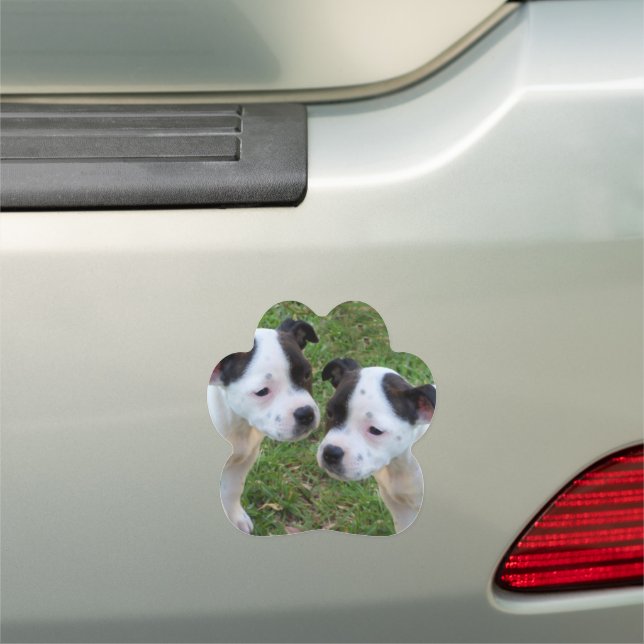 Black White Staffy Puppies, Car Magnet (In Situ)